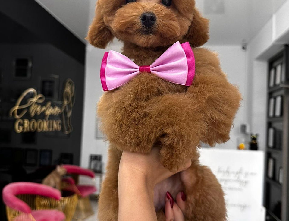Champion Grooming - Salon pielęgnacji psów w Warszawie